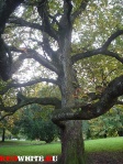 Древнее дерево в парке Гетеборга